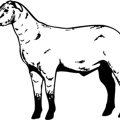 SHEEP009 Thumbnail
