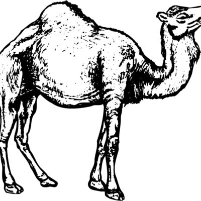 CAMEL004 Thumbnail