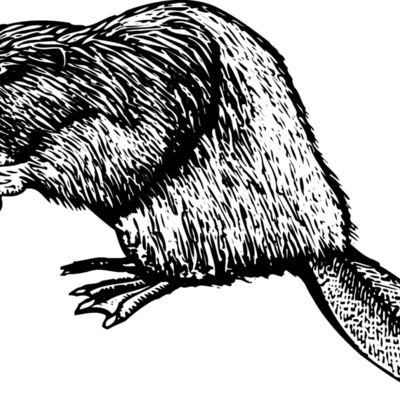 Beaver Thumbnail