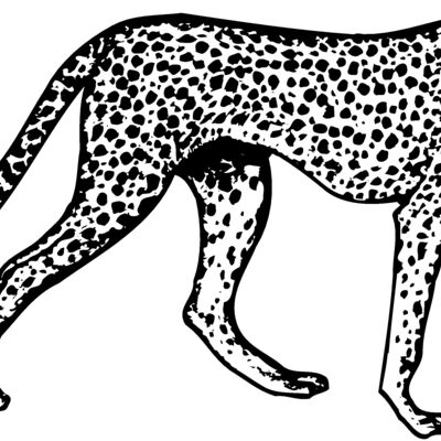 Cheetahs Thumbnail