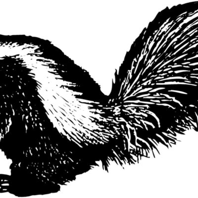 Skunk Thumbnail